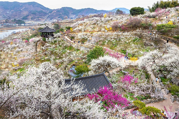 热爱鲜花和自然的韩国旅游发展局海参崴支社员工的光阳推荐行程